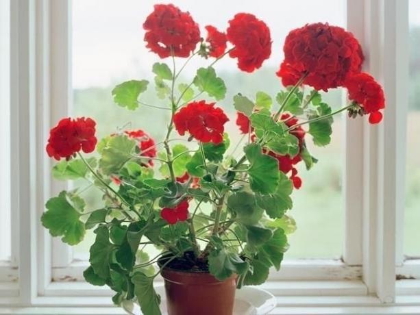 Zonal Pelargonium - evrensel bir favori