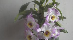 Çiçekli Dendrobiums etkileyen 5 faktör