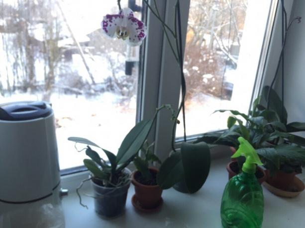 Orkide ve Spathiphyllum: Bu pencere üzerinde en çok nem zorlu bitkiler, topladı. Bu oda genellikle en yüksek sıcaklık ve nem olduğu için, mutfak için onları seçti