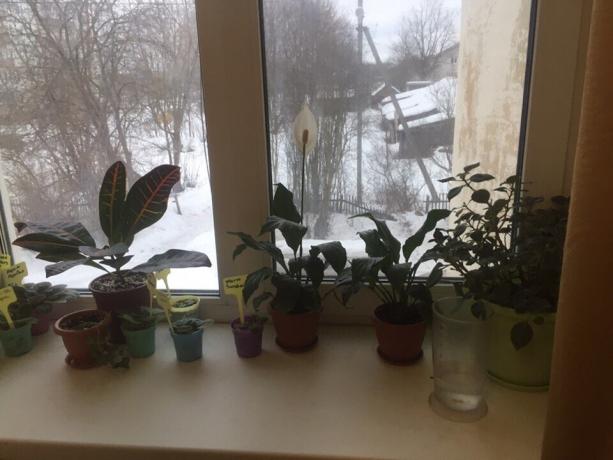 Yatak odamda pencere üzerinde Saksı bitkiler. Üçü yakında veda edecek!