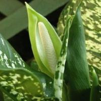 Evde Blossoms dieffenbachia