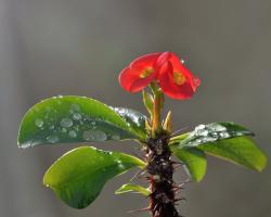 Euphorbia (sütleğen) - bakım ipuçları