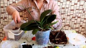 Başarılı bir transplantasyon Phalaenopsis orkide: 7 Adım