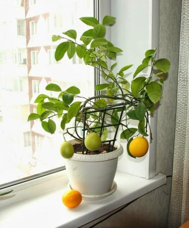 Limon tohumlardan yetiştirilen edilebilir. görüntüle: http://landshaftportal.ru/wp-content/uploads/2017/08/Limon-65.jpg