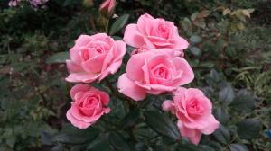"Aptallar" için bahçede Güller: bir çiçek bitki karar olanlar için 5 kural