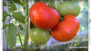 Sera ve açık alan için domatesin iyi çeşitlerinin 6