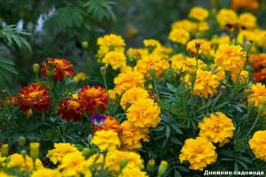 Kadife, inanılmaz faydalı çiçek: bu sağlığınızı kurtaracak