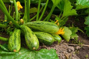 Ağustos - büyük ve lezzetli hasat için bahçede zaman yem kabak