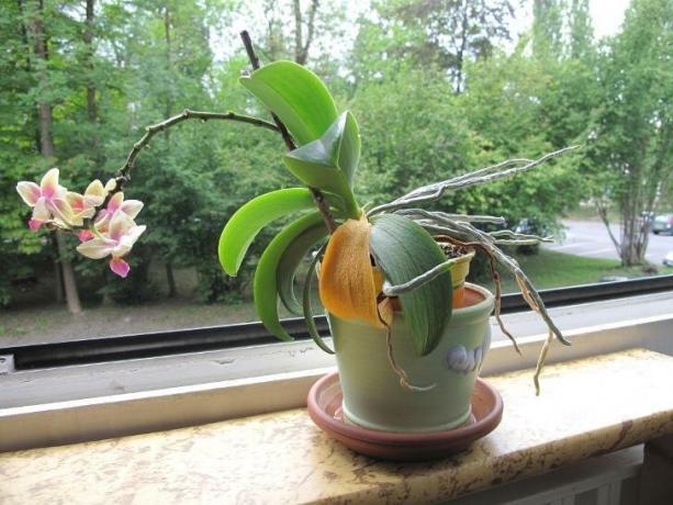 orkide birçok sahiplerini korkutan görüntü