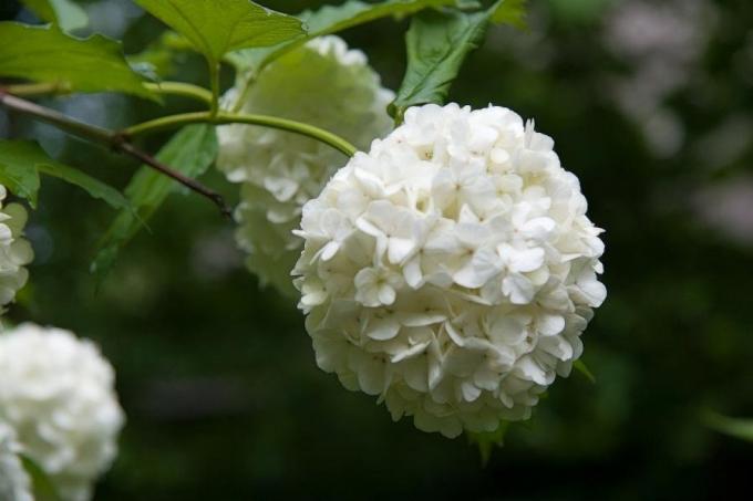Narin çiçek (consult-up.ru)