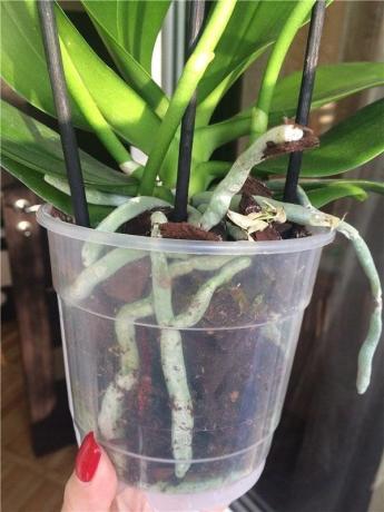 Plastik kap - en Phalaenopsis'ten için tercih edilen