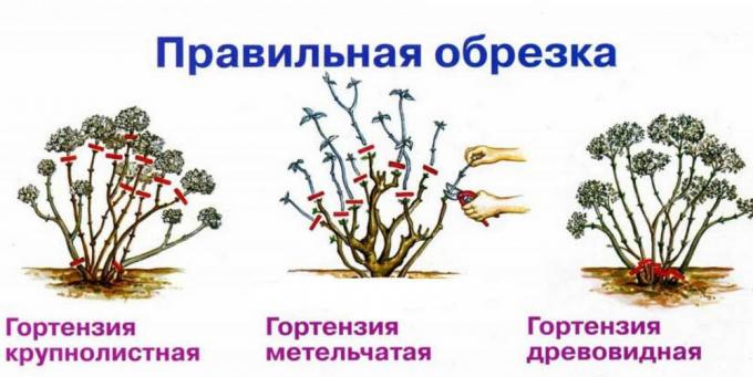 ortanca Şema sonbahar bitki farklı türlerin ( http://fruittree.ru/wp-content/uploads/2017/07/Obrezka.jpg)