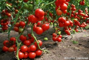 Ne zaman ve domates yaprakları kaldırmak nasıl