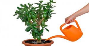 Crassula (para ağacı) hıza yavaşça ve nasıl büyür neden