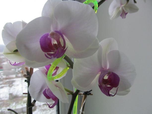 Beyaz ve lila favori kokular ve şimdi, pencere kar ne zaman olacağı. Orkide - kışın çiçek açabilir Houseplants!