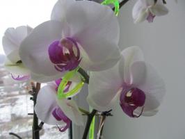Do Neden bir sulama teneke kutudan sulama değil, orkide dalma