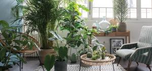İç mekan bitkilerinin hangi bir iç koridor, yatak odası veya mutfakta mükemmel bir görünüm olacak. 7 tasarım fikirleri