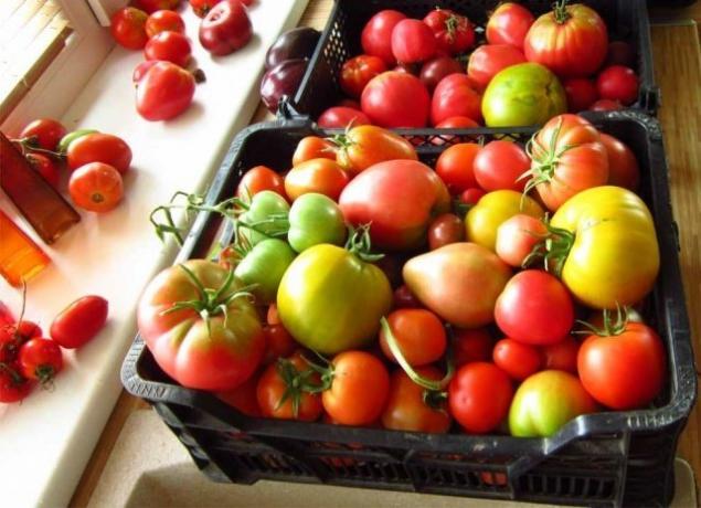 Olgunlaştırmak domates (fermilon.ru)