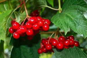 Viburnum kırmızı - süper sağlıklı meyveler. Nasıl idare ve mağaza kış için