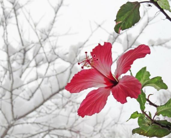sıcakta, ancak daha sonra yaz tomurcukları atamaz kışın, Hibiscus çiçek. İnternetten alınan bir makale için Çizimleri