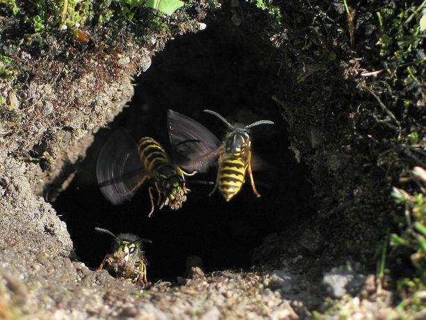 Nasıl toprağa arı yuvalarının kurtulmak için? | ZikZak