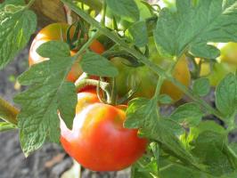 Domates tutku-2. Ağustos ayında hangi işareti domates