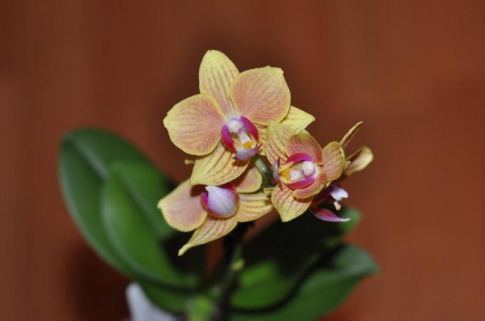 Sadece bak: Bu güzelliği dışında zararlı olabilir? benim favori orhideek birinin bir fotoğraf