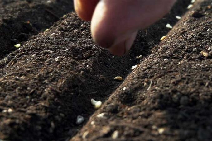 Kış için tohum ekim zaman belli derinlikte zemin içine takmak için önemlidir