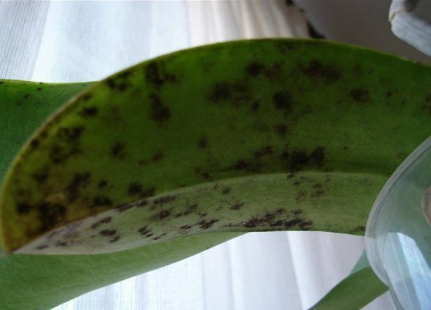 orkide üzerinde isli mantar ( https://agronomu.com/)