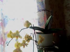 Kehribar asidi orkideleri yardımcı olmayacaktır. İnternetin ana mit