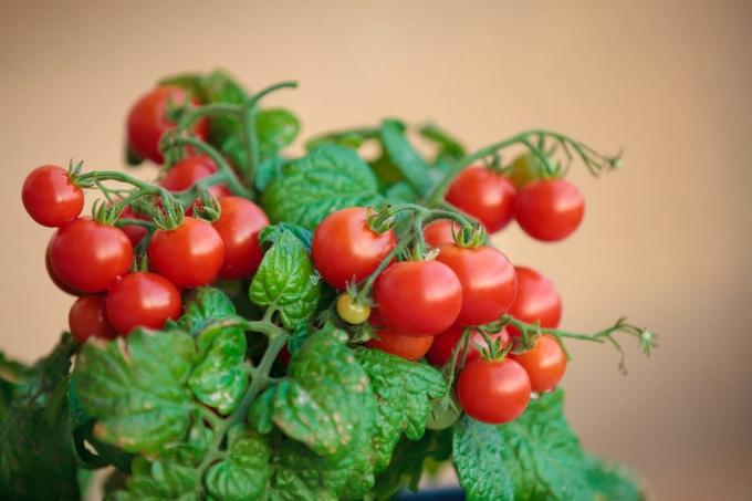Evde domates büyümeye denerse makalesinde yorumlarda deneyimlerini paylaşmak! Çizimler internette yayınlanmak üzere alınır