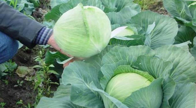 Mükemmel lahana - Büyük ve zararlılar tarafından zarar vermeden! (Kaynak görüntü - pxhere.com)