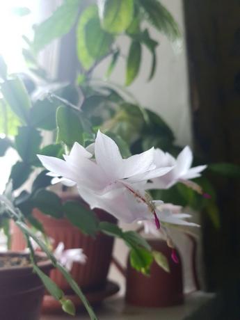 benim beyaz-pembe Decembrist geçen yıl çiçek açmış Yani