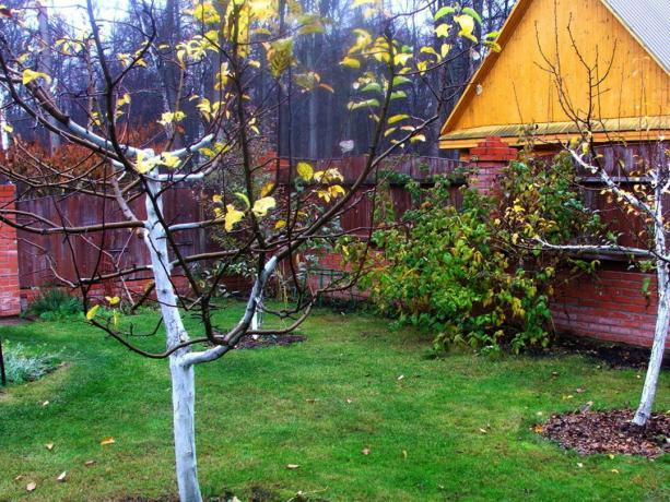 dacha de Sonbahar Bahçe. Fotoğraflar (dachaa.ru)