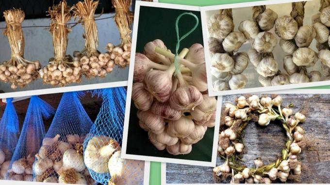 Soğan ve sarımsak - bu sadece stokları değil: güzel dokunmuş mahsul daha olur ve bir mutfak ya da yarar odası için şirin bir aksesuar. İnternetten alınan bir makale için Çizimleri