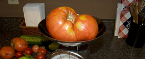 Birçok bahçıvanlar tarafından sevildi Lezzetli domates çeşididir "Pembe Bal". 2019 seçimi