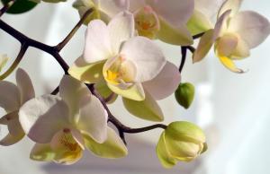 Yaprakları sarı orkide varsa ne yapmak için?