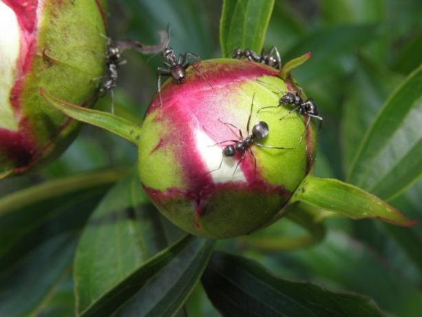 Neden karıncalar şakayık kadar düşkün? Cevap basit: onlar tatlı nektar regale. Bu fotoğraf ve daha sonra internetten alınan