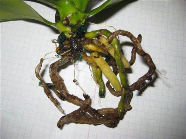 Çürük kökleri Phalaenopsis