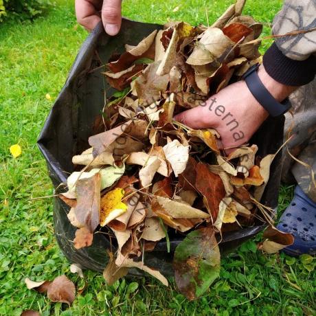 plastik torbalarda toplayın yaprakları.