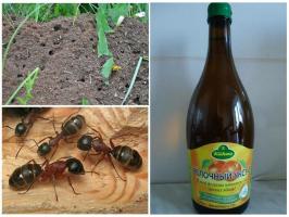 Karıncalar ile mücadele etmenin en etkili yollarından Üç