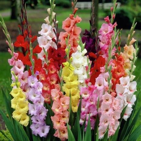gladiolus renklerinin çeşitliliği