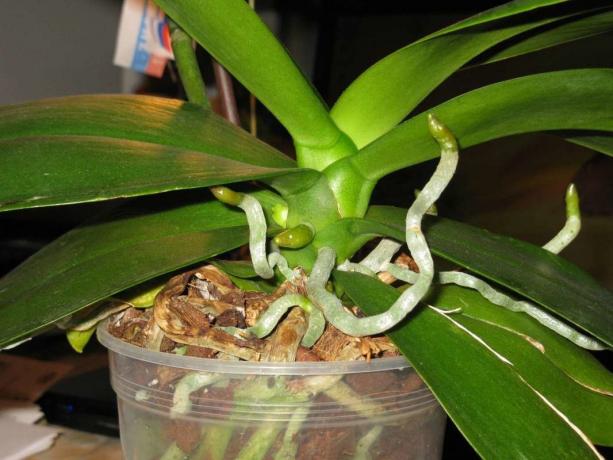 Hava kökleri orkide ömür boyu Phalaenopsis büyümek
