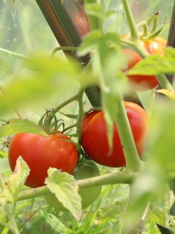 Tatlı domates - Doğru sonuç Agrotechnics