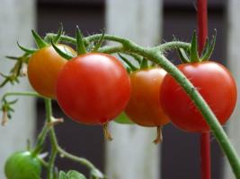 Neden deneyimli yetiştiriciler domates iyot beslenen?