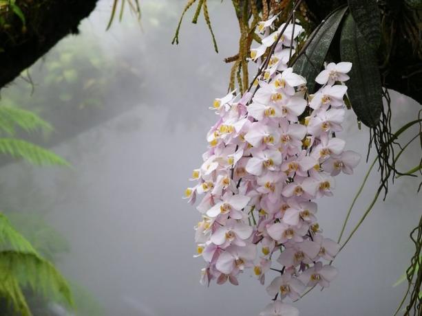 Orkide vahşi orkide. yazı için Fotoğraf, ben internete sürdü