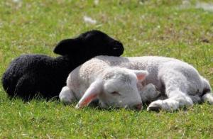 Et ve yün: onun çiftliğinde koyun nasıl yetiştirilir