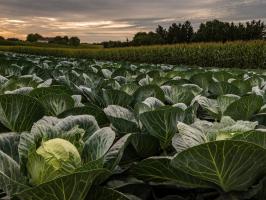 Geçen akor: Zengin hasat için Eylül ayında lahana bakımı için nasıl