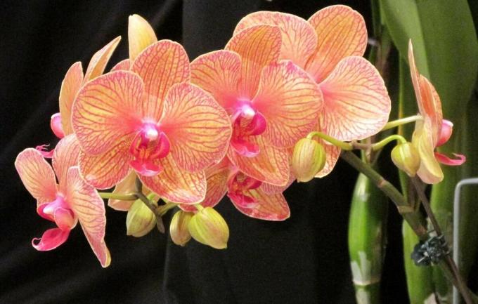 Phalaenopsis Orkide