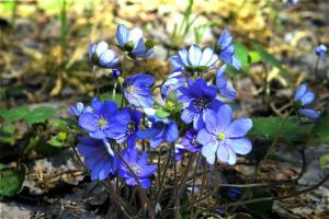 Mart ve Nisan aylarında çiçekli bir çiçek yatakta 5 bahar bitkileri,